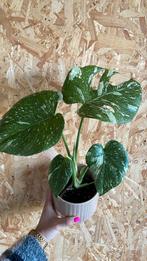 Monstera Thai Constellation plant, Ophalen of Verzenden, Overige soorten, Halfschaduw, Minder dan 100 cm