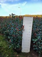 Photinia Red Robin 80/100 tot 175/200, Tuin en Terras, Planten | Struiken en Hagen, Ophalen of Verzenden, Overige soorten, 100 tot 250 cm
