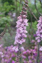 Vaste plantenstekken, Ophalen, Zomer, Overige soorten