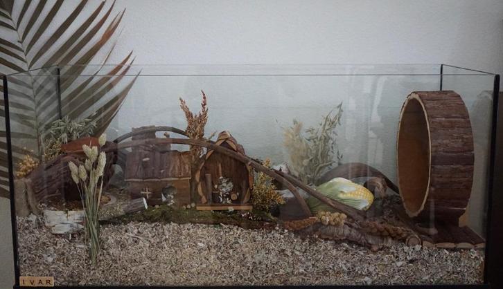 80x40x40 Terrarium zonder schuifruiten, Dieren en Toebehoren, Knaagdieren en Konijnen | Hokken en Kooien, Nieuw, Hok, Minder dan 60 cm