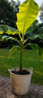 Bananenplanten diverse lengtes, Ophalen, Volle zon, Overige soorten