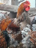 Broedeieren Grote wyandotte, Dieren en Toebehoren, Pluimvee, Geslacht onbekend, Kip