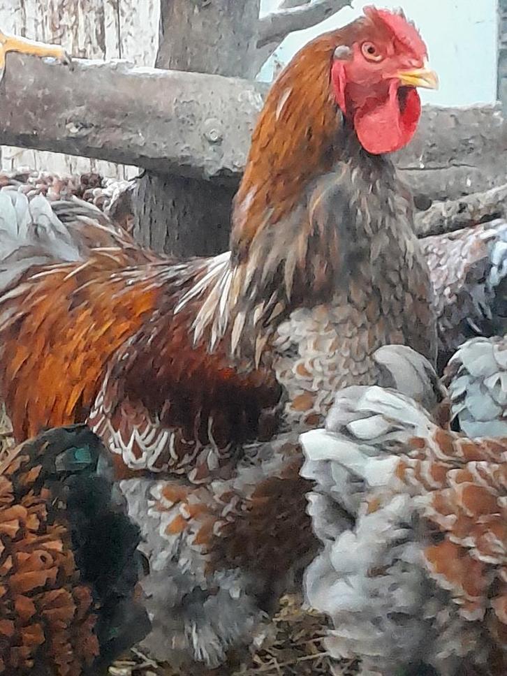 Broedeieren Grote wyandotte, Dieren en Toebehoren, Pluimvee, Kip, Geslacht onbekend