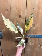 Philodendron caramel marble variegata plant cream albo gold, Huis en Inrichting, Kamerplanten, Ophalen of Verzenden, Halfschaduw