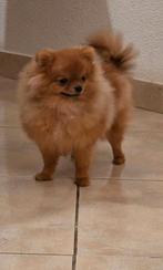 Pomeranian Pomerian, Particulier, Rabiës (hondsdolheid), 15 weken tot 1 jaar, Buitenland