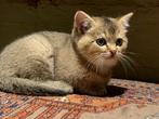 Britse korthaar kitten poes, Dieren en Toebehoren, Katten en Kittens | Raskatten | Korthaar, Poes, Ontwormd, 0 tot 2 jaar