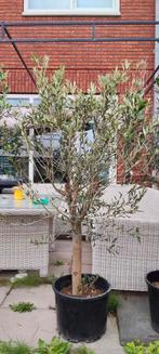 olijfbomen in pot, Tuin en Terras, Planten | Bomen, 100 tot 250 cm, Olijfboom, Ophalen, Volle zon