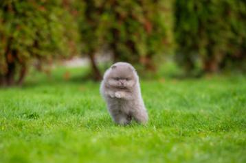 Pomeriaan | Pomeranian | Pup | FCI | Teefje | Dwergkees beschikbaar voor biedingen