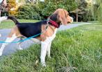 Lieve Beagle zoekt nieuw huis., Dieren en Toebehoren, Honden | Beagles, Bassets en Lopende honden, Beagle, Rabiës (hondsdolheid)