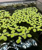 Aquarium drijfplanten Salvinia Natans, Dieren en Toebehoren, Vissen | Aquaria en Toebehoren, Ophalen, Nieuw, Plant(en), Steen of Hout