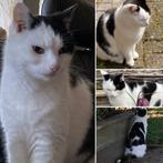 Vermiste kat , lieve JIP , Appingedam, Groningen, Dieren en Toebehoren