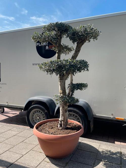 Pon Pon Olijfboom – 160 tot 180 cm hoog, Tuin en Terras, Planten | Bomen, Olijfboom, 100 tot 250 cm, Volle zon, Verzenden