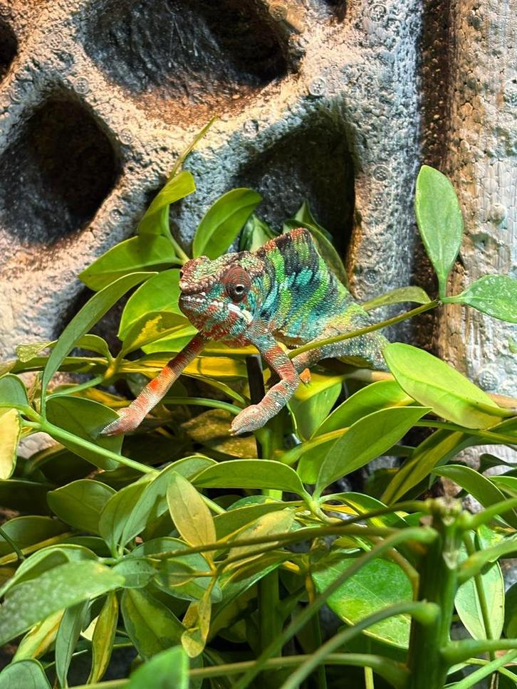 Fucifer pardalis panter chameleon ambilobe