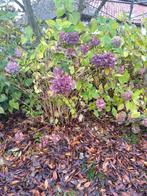 Fikse hortensia struiken, Tuin en Terras, Planten | Struiken en Hagen, Ophalen of Verzenden, Hortensia, Minder dan 100 cm
