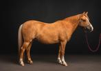 Lieve welsh b zoekt nieuw mensje ️, Dieren en Toebehoren, Pony's, B, Ruin, Dressuurpony, B pony (1.17m tot 1.27m)