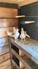 Takla duiven, Dieren en Toebehoren, Vogels | Duiven, Meerdere dieren