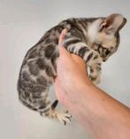 Bengaal zilverbengaal katertje gevaccineerd gechipt kitten, Kater, Gechipt, 0 tot 2 jaar
