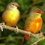 Te koop prachtig koppel Goudbuikjes, Dieren en Toebehoren, Vogels | Overige Vogels, Meerdere dieren, Tropenvogel