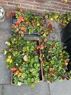 Aardbeienplantjes te koop - 3 bakken vol!, Tuin en Terras, Ophalen, Volle zon, Vaste plant, Zomer