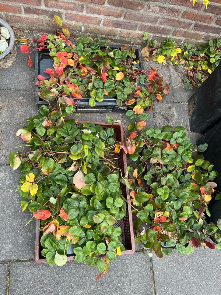Aardbeienplantjes te koop - 3 bakken vol!, Tuin en Terras, Planten | Tuinplanten, Vaste plant, Fruitplanten, Volle zon, Zomer