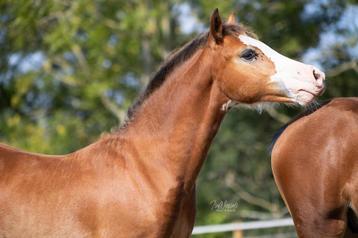 MOOIE C PONY VEULENS beschikbaar voor biedingen