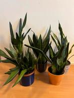 Mooie Sansevieria planten, Overige soorten, In pot, Minder dan 100 cm, Groene kamerplant