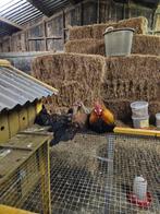 Hollandse kriel kippen, Dieren en Toebehoren, Meerdere dieren, Kip
