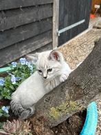 Unieke gezonde Bengaal x Ragdoll kittens, Dieren en Toebehoren, Katten en Kittens | Raskatten | Korthaar, Meerdere dieren, Gechipt