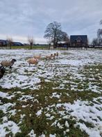 Gedekte ooien, Vrouwelijk, Schaap