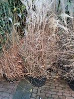 Miscanthus Sinensis 'Gracillimus' - Scherpgroen 4 stuks, Tuin en Terras, Planten | Tuinplanten, Ophalen, Overige soorten, Volle zon