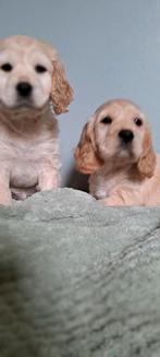 Engelse cockerspaniel x Boomer x poedel/cockapoo pups, Dieren en Toebehoren, Honden | Retrievers, Spaniëls en Waterhonden, Overige rassen