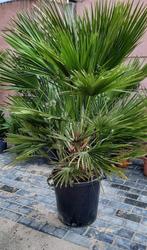 Chamerops humelis palmboom winterhard, Tuin en Terras, Planten | Bomen, Zomer, Volle zon, Ophalen, Palmboom