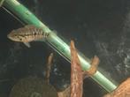 Parachromis motaguensis jongen F2 binnen kort te koop, Dieren en Toebehoren, Vissen | Aquariumvissen, Vis