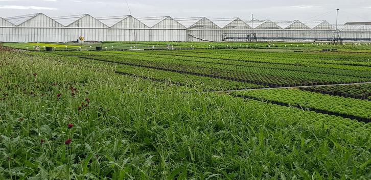 Medewerker Teelt, Vacatures, Vacatures | Landbouw, Natuur en Milieu, MBO, Tijdelijk contract, Variabele uren