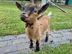 Bokje, Dieren en Toebehoren, Schapen, Geiten en Varkens, Mannelijk, Geit, 0 tot 2 jaar