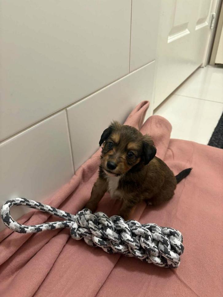Yorkshire terriër, Dieren en Toebehoren, Honden | Chihuahua's en Gezelschapshonden, Reu, Overige rassen, Particulier, Eén hond
