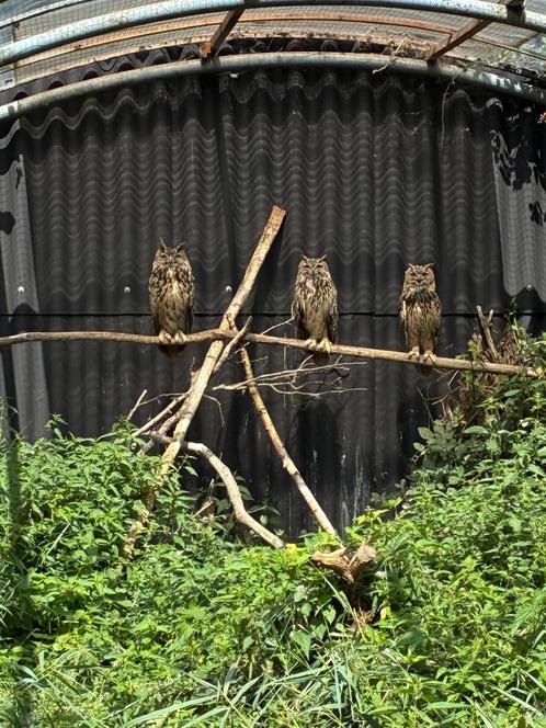 Kweekkoppel oehoe uilen, Dieren en Toebehoren, Vogels | Overige Vogels, Roofvogel, Meerdere dieren, Tam, Geringd