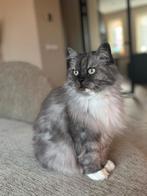 Rustige main coon/heilige birmaan zoek nieuw huis, Dieren en Toebehoren, Katten en Kittens | Raskatten | Langhaar, Poes, Ontwormd