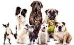 Vakantie hondenoppas aan huis, Diensten en Vakmensen, Dieren | Honden | Verzorging, Oppas en Les, Particuliere oppas