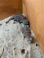Uromastyx geyri rood nakweek 2025 en 2023, Dieren en Toebehoren, Reptielen en Amfibieën, Overige soorten, Tam, 0 tot 2 jaar
