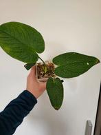 Anthurium Rugulosum - Zeldzame kamerplant, Ophalen of Verzenden, Overige soorten, Halfschaduw