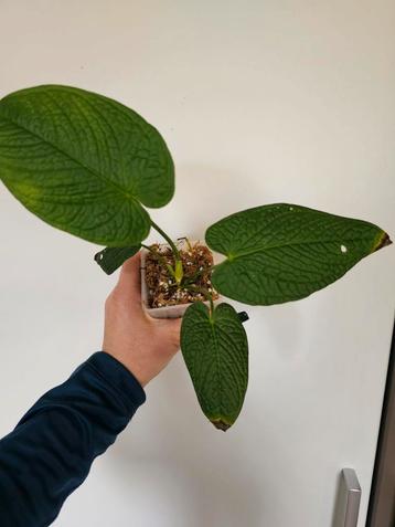 Anthurium Rugulosum - Zeldzame kamerplant beschikbaar voor biedingen