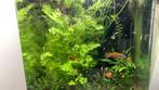Guppen en platy’s, Vis, Zoetwatervis, Schoolvis