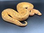 1.0 Pinstripe Clown het Hypo ball python regius te koop, Dieren en Toebehoren, Reptielen en Amfibieën, Slang, Tam, 0 tot 2 jaar