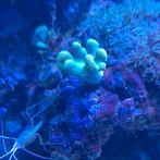 Lobophytum sp Ultra Green - Duivelsklauw, Dieren en Toebehoren, Vissen | Aquariumvissen, Overige typen