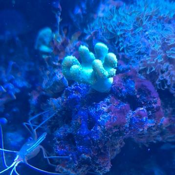 Lobophytum sp Ultra Green - Duivelsklauw beschikbaar voor biedingen