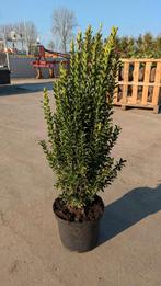 Buxusvervanger Euonymus japonicus Green Spire Green Rocket S, Tuin en Terras, Ophalen, Overige soorten, Haag, Minder dan 100 cm