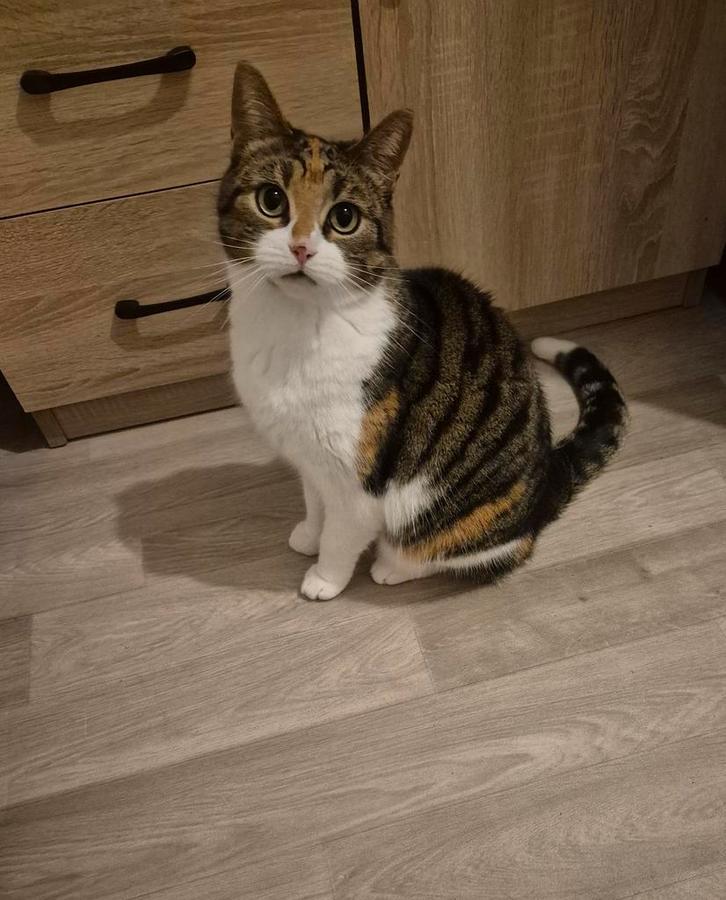 Nora zoekt een nieuw huis., Dieren en Toebehoren, Katten en Kittens | Overige Katten, Kortharig, Poes, 3 tot 5 jaar