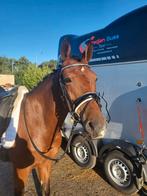 Bomproof merrie 9 jaar oud, Dieren en Toebehoren, Merrie, M, 7 tot 10 jaar