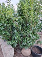 20 st Laurier prunus novita 180/200cm, Ophalen of Verzenden
